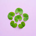 Gotu Kola