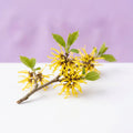 Witch Hazel